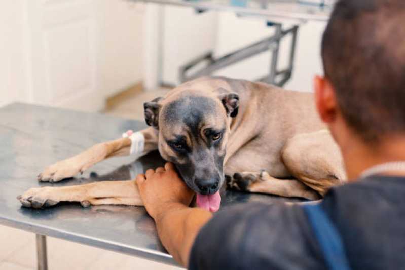 Oncologia para Animais de Médio Porte Park Way - Oncologia para Cachorros
