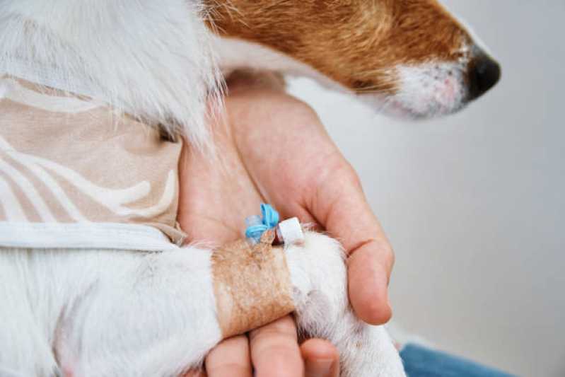 Oncologia para Cães e Gatos Clínica Guara - Oncologia para Cachorros
