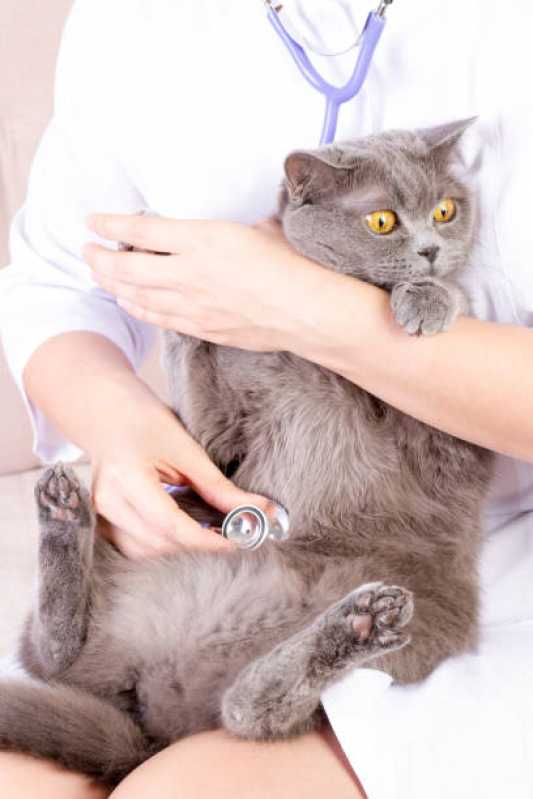 Oncologia para Gatos Águas Claras - Oncologia para Animais