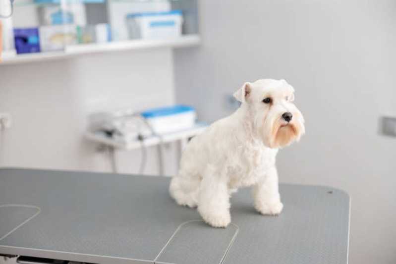 Oncologia para Pequenos Animais Clínica Asa Sul - Oncologia para Cachorros
