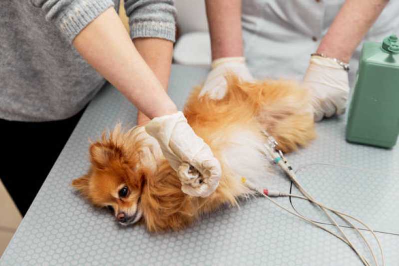 Onde Encontrar Cardiologista de Animais Sobradinho - Cardiologista para Cachorro
