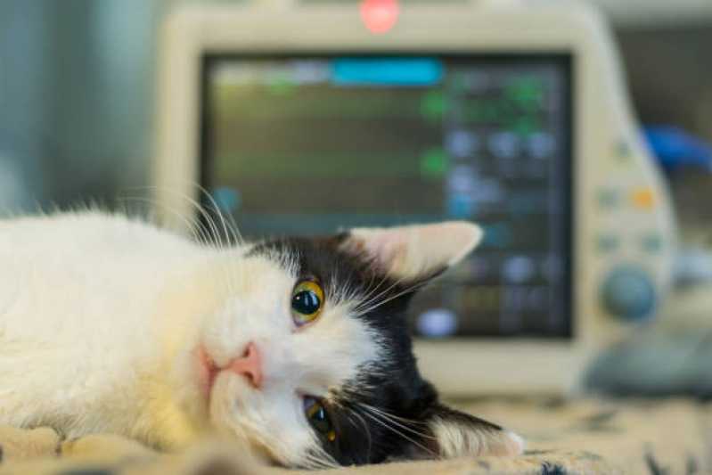 Onde Encontrar Cardiologista de Cães e Gatos Asa Sul - Cardiologista para Animais