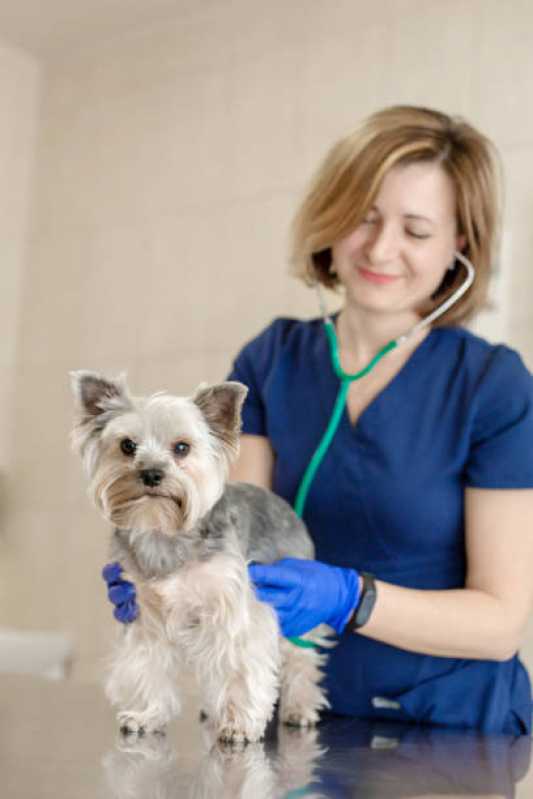 Onde Encontrar Cardiologista para Cachorro Sobradinho - Cardiologista de Animais