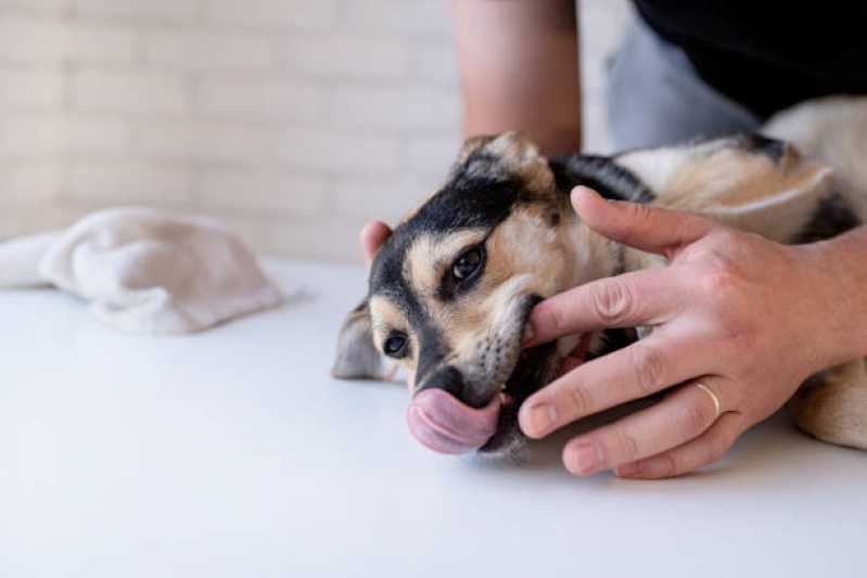Onde Encontrar Dentista para Cães Sobradinho - Odontologia Pet