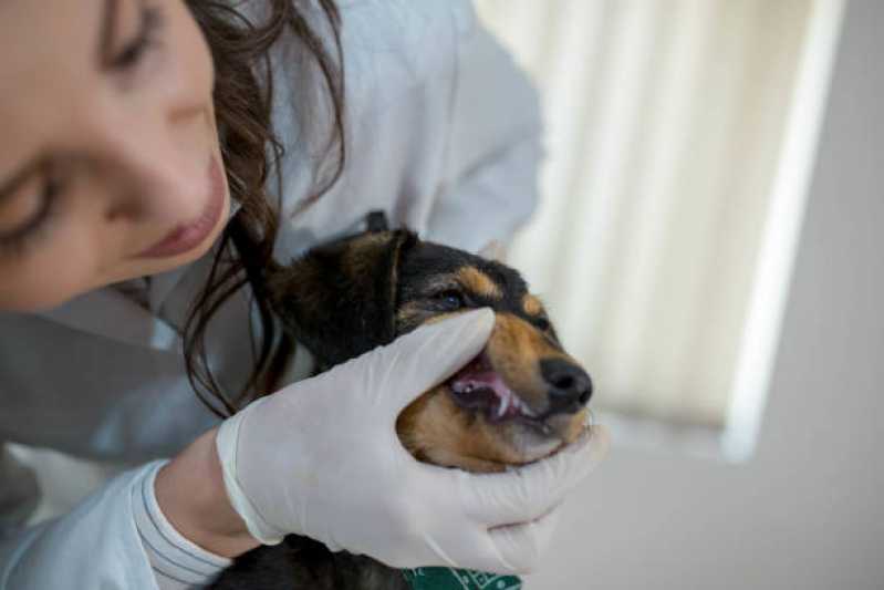 Onde Encontrar Dentista para Gatos Noroeste - Odonto para Cachorro