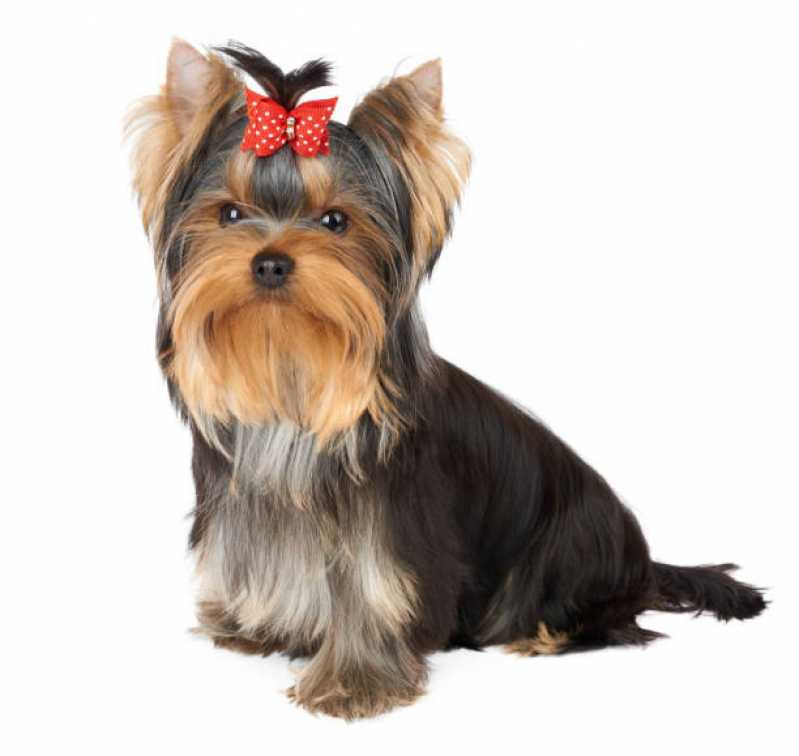 Onde Encontrar Dermatologia em Cães e Gatos Águas Claras - Dermatologia em Pequenos Animais