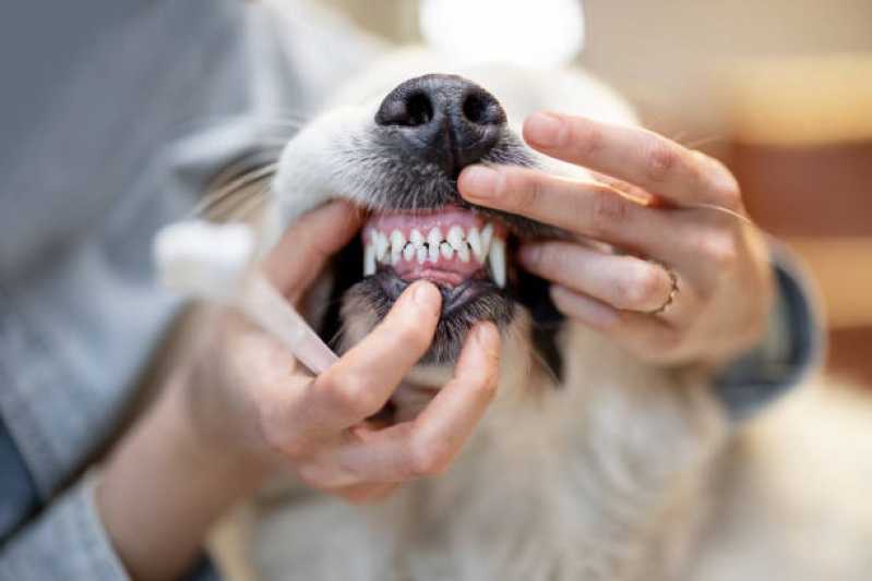 Onde Encontrar Odonto para Cachorro Guara - Odontologia para Cachorro Distrito Federal