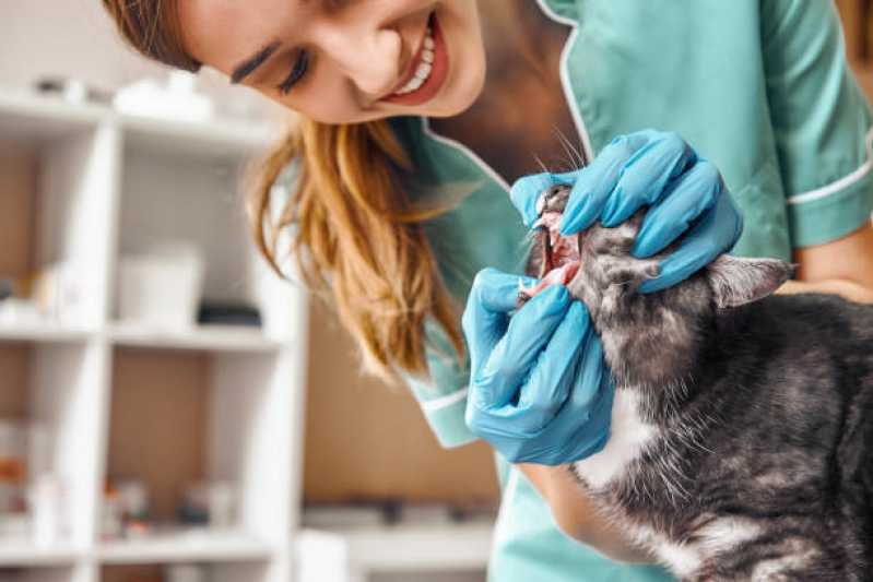 Onde Encontrar Odontologia para Gatos Guara - Odontologia Pet