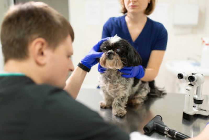 Onde Encontrar Oftalmologista para Cachorro Colorado - Oftalmologista para Pequenos Animais