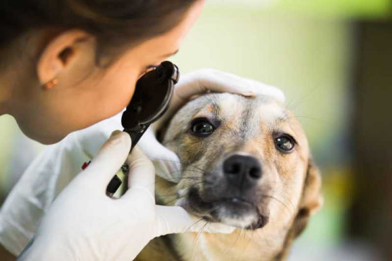 Onde Encontrar Oftalmologista para Cachorros Asa Norte - Oftalmologista para Cães