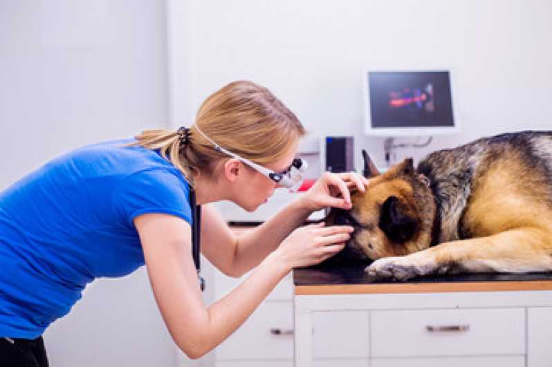 Onde Encontrar Oftalmologista Pets Sudoeste - Oftalmologista para Cães e Gatos