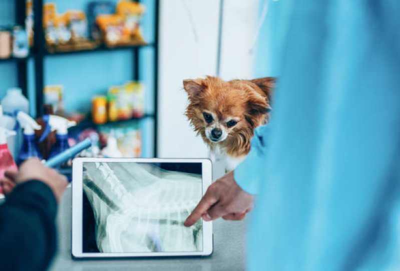 Onde Encontrar Ortopedista para Cachorro Sobradinho - Ortopedia para Pequenos Animais