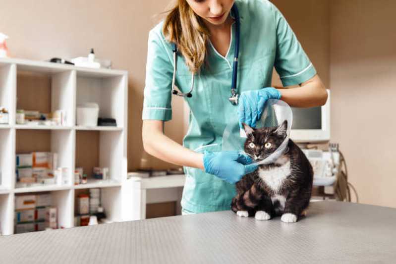 Onde Fazer Cirurgia em Animais de Pequeno Porte Park Way - Cirurgia de Castração para Gatos