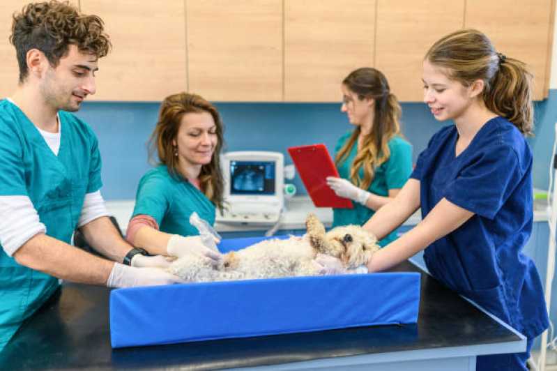 Onde Fazer Exame de Biópsias para Animais Jardim Botânico - Exame de Sangue para Cachorro