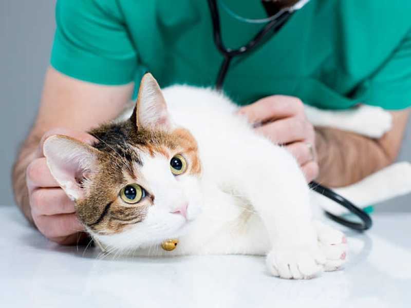 Onde Fazer Exame de Sangue em Gatos Sobradinho - Exame de Raio X para Animais