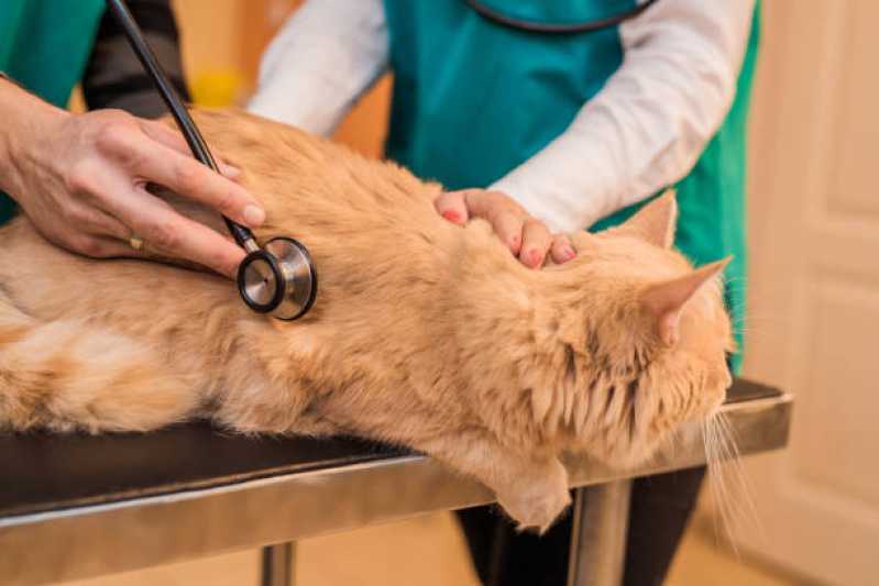 Onde Fazer Exames Laboratoriais Veterinários Octogonal - Exame de Sangue em Gatos