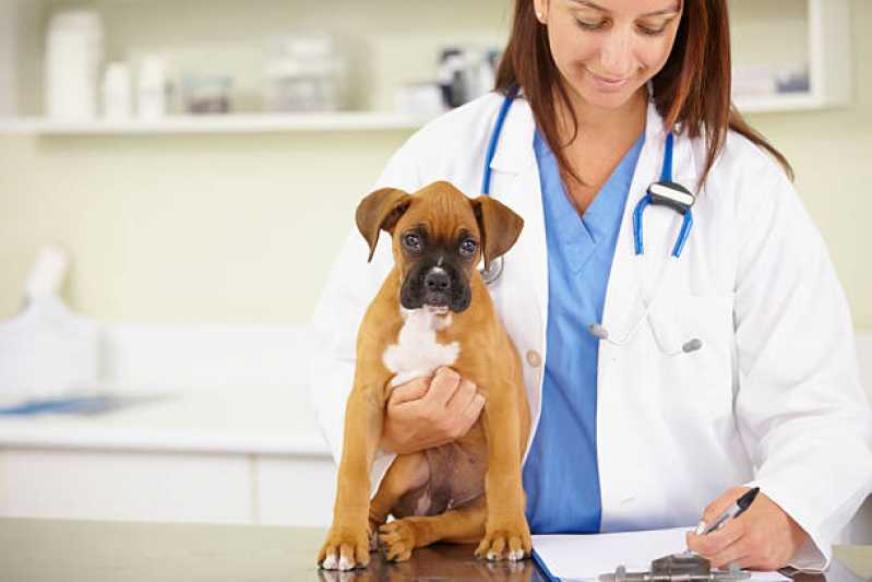 Onde Marcar Consulta de Nutrologista para Pet Octogonal - Consulta de Anestesiologia para Pet