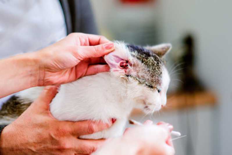 Onde Marcar Consulta de Ortopedia para Pet Octogonal - Consulta de Oncologista para Pet
