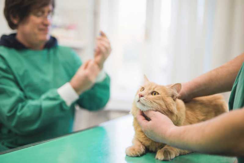 Onde Marcar Consulta para Pet Sobradinho - Consulta de Oftalmologista para Pet