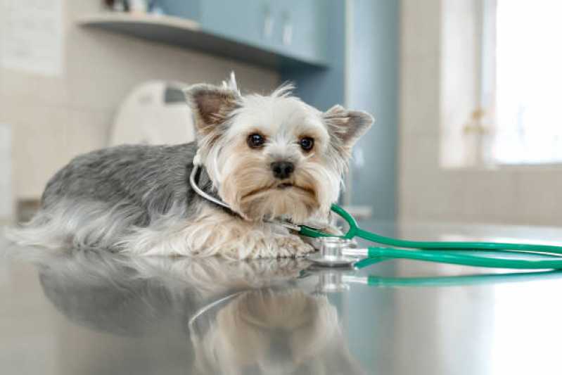 Onde Tem Cardiologista Cachorro Sudoeste - Cardiologista de Cães e Gatos