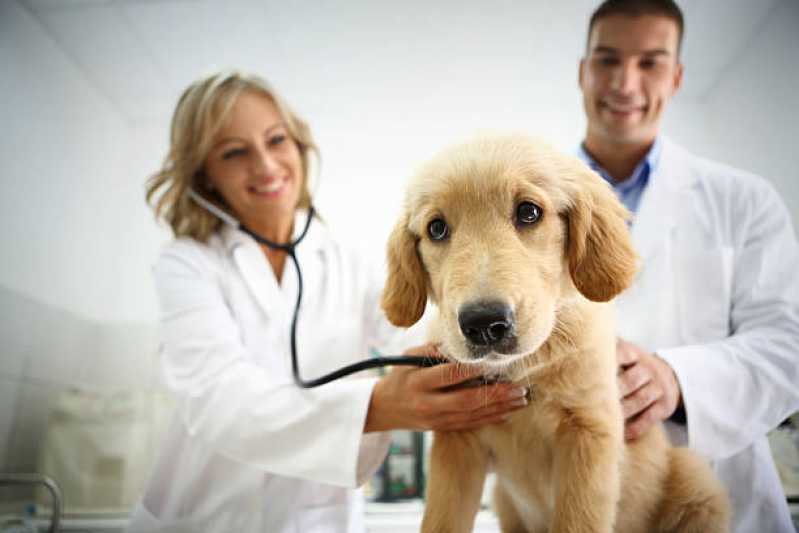 Onde Tem Cardiologista de Pet Octogonal - Cardiologista de Cachorro