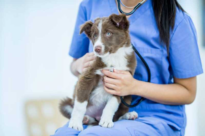 Onde Tem Cardiologista para Animais Sobradinho - Cardiologista Cachorro