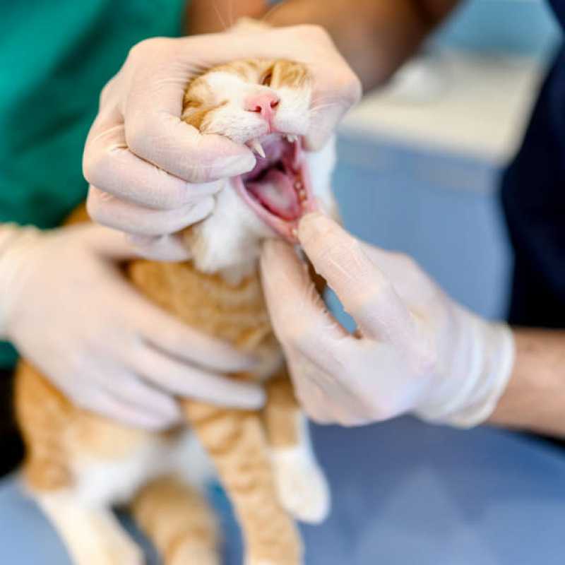 Onde Tem Odontologia para Gato Distrito Federal - Dentista para Gato