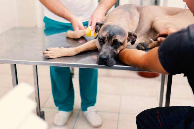 Onde Tem Oncologia Animal Brasília - Oncologia para Animais de Médio Porte
