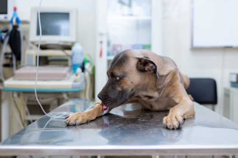Onde Tem Oncologia para Animais Octogonal - Oncologia para Cachorro