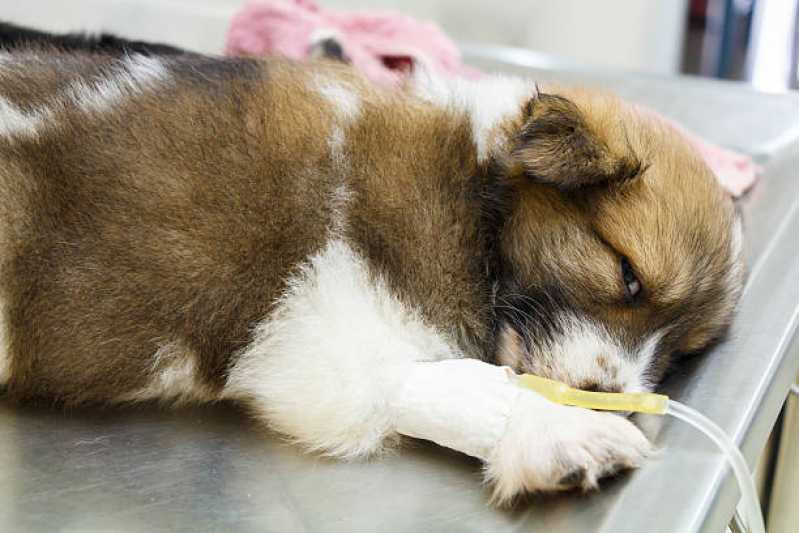 Onde Tem Oncologia para Cachorro Guara - Oncologia para Animais