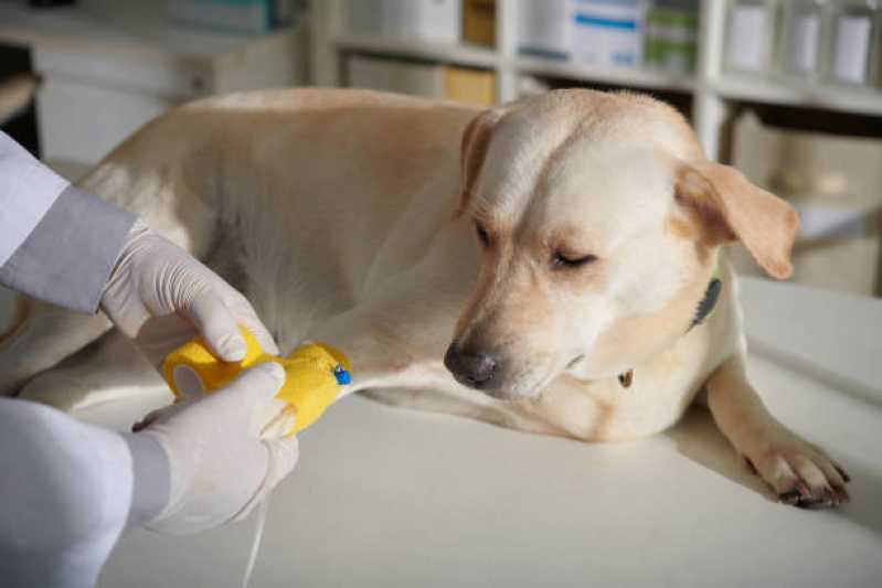 Onde Tem Oncologia para Cães e Gatos Park Way - Oncologia para Cachorro