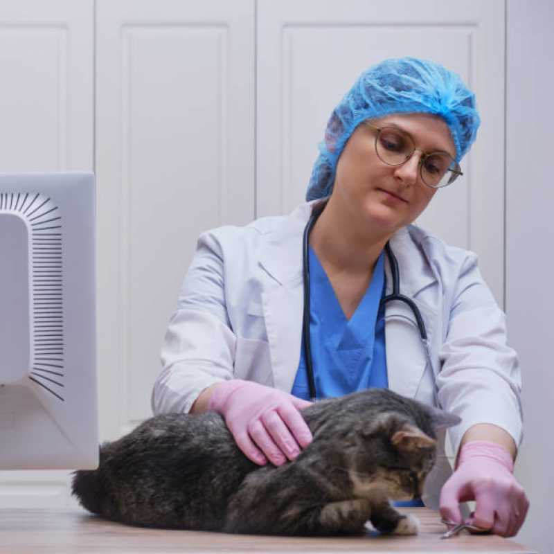 Onde Tem Oncologia para Gatos Brasília - Oncologia Animal Distrito Federal