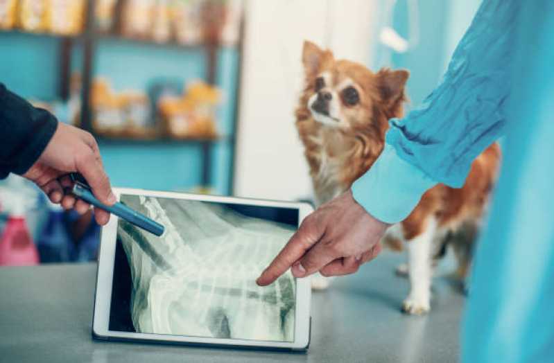 Onde Tem Ortopedia em Pequenos Animais Distrito Federal - Ortopedista para Cachorro