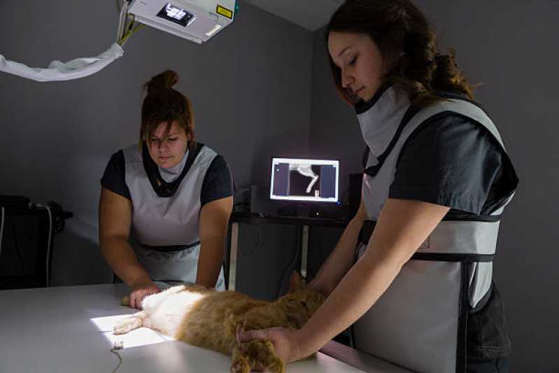 Ortopedia Animal Valor Águas Claras - Ortopedista para Gatos
