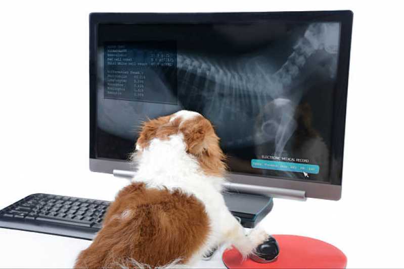 Ortopedia Animal Distrito Federal - Ortopedista de Cachorro