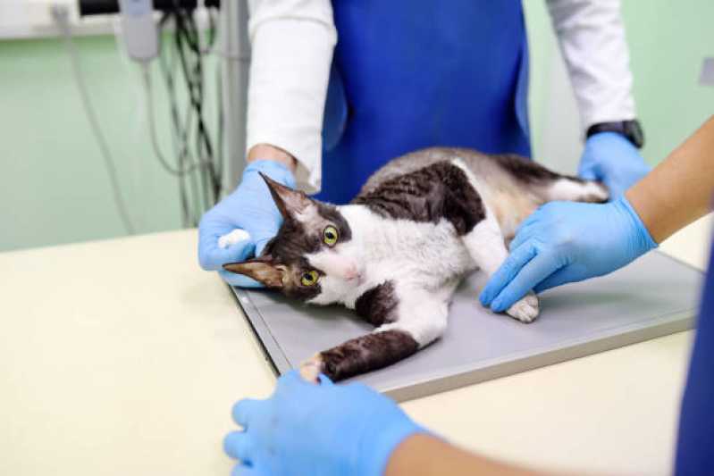 Ortopedia de Pequenos Animais Valor Colorado - Ortopedista para Gatos