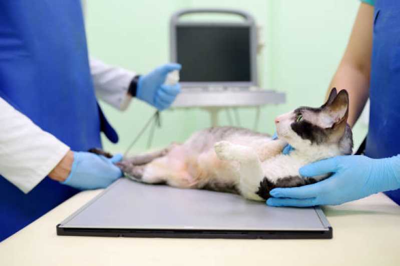 Ortopedia de Pequenos Animais Octogonal - Ortopedia para Gatos