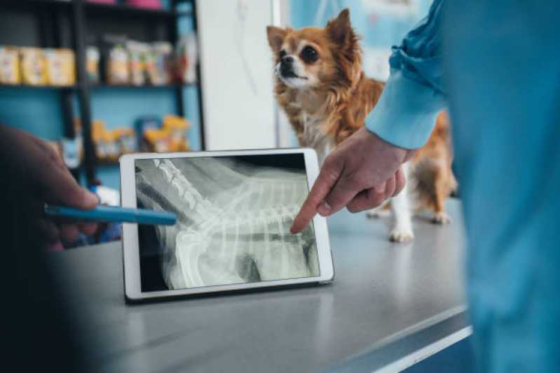 Ortopedia em Pequenos Animais Valor Octogonal - Ortopedia para Cachorro Brasília