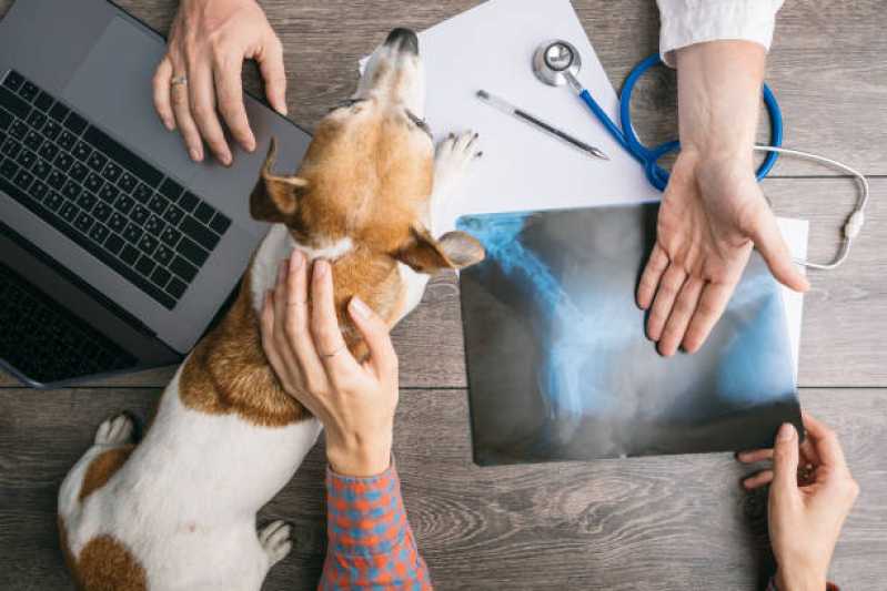 Ortopedia para Cachorro Noroeste - Ortopedia de Pequenos Animais