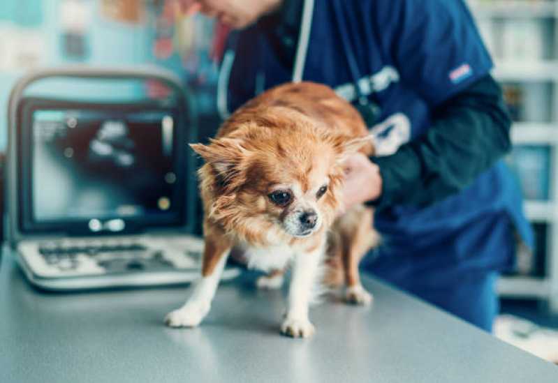 Ortopedista de Cachorro Valor Sobradinho - Ortopedia em Pequenos Animais
