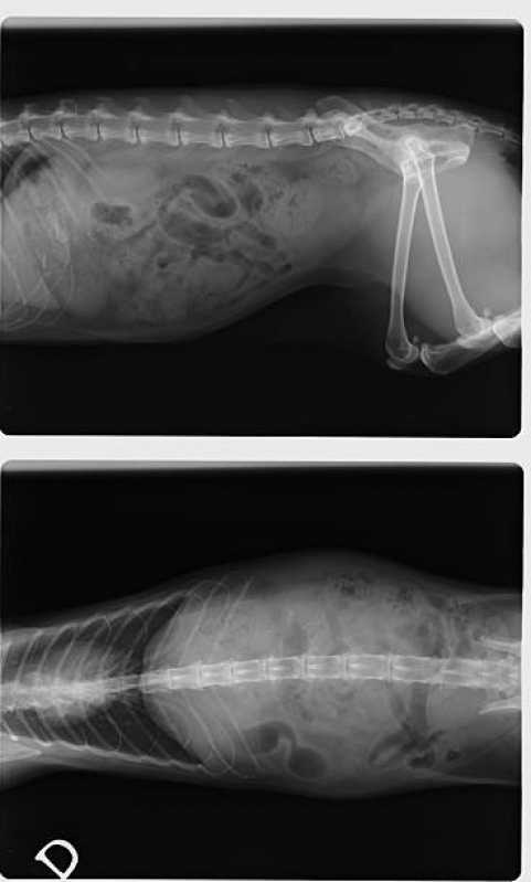 Ortopedista para Gatos Valor Distrito Federal - Ortopedia Animal