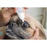 atendimento de oftalmologista de animais Guara