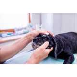atendimento de oftalmologista para animais de pequeno porte Octogonal