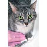 atendimento de oncologia para gatos Sobradinho