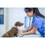 cardiologista para cachorros e gatos telefone Lago Sul