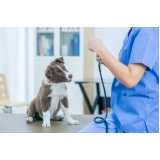 cardiologista para cachorros e gatos Asa Norte
