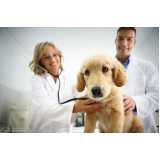 Cardiologista para Cachorro