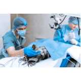 cirurgia ortopédica veterinária Octogonal