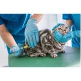 clínica especializada em saúde veterinária animal contato Asa Norte