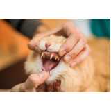 dentista de gato valor Lago Sul